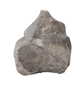 Hypacrosaurus Coracoid