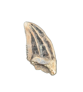 Zapsalis (Raptor) Tooth, Judith River Formation