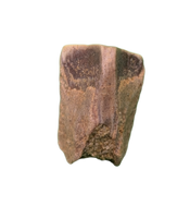 Hadrosaur Tooth, Almond Formation