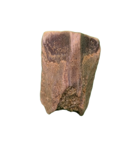 Hadrosaur Tooth, Almond Formation