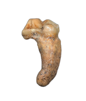 Cave Bear Tooth