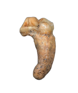 Cave Bear Tooth