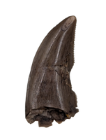 Saurornitholestes (Raptor) Tooth, Judith River Formation