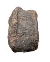 Hypacrosaurus Neck Vertebra