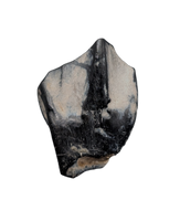 Iguanodont Tooth, England, Early Cretaceous