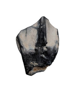 Iguanodont Tooth, England, Early Cretaceous