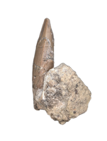 Phytosaur Tooth, Chinle Formation