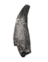 Archaic Whale Tooth (Agorophius?), 29-30 Million Years Old
