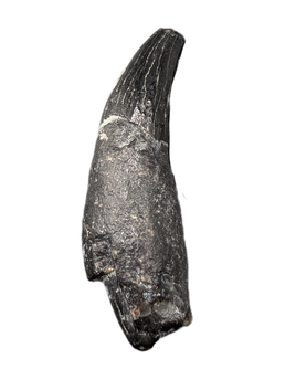 Archaic Whale Tooth (Agorophius?), 29-30 Million Years Old
