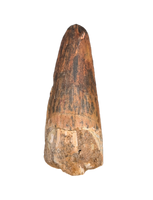 Spinosaurus Tooth