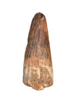 Spinosaurus Tooth