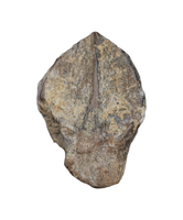 Triceratops Tooth