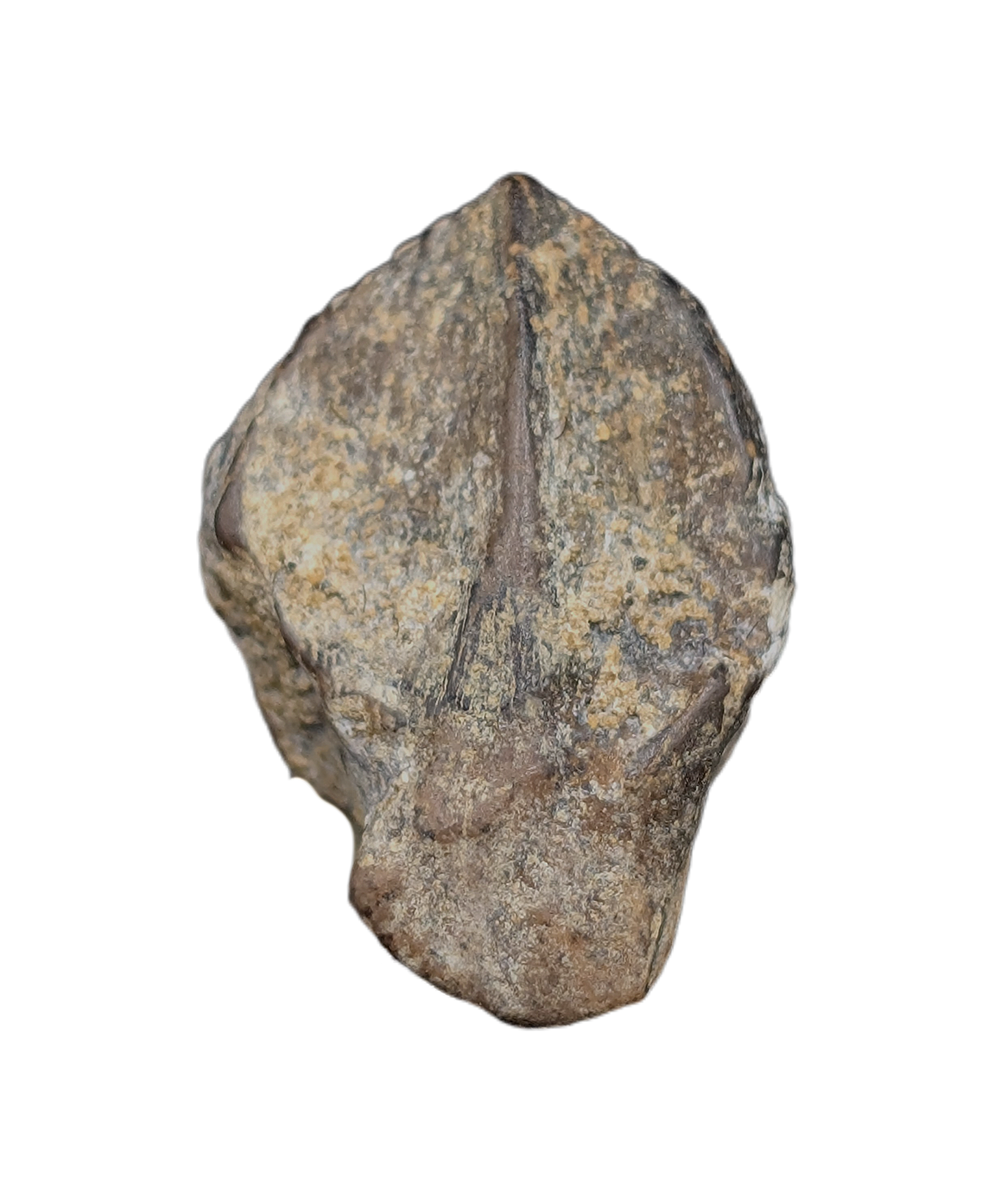 Triceratops Tooth| The Daily Rex