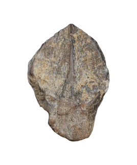 Triceratops Tooth