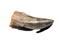 Tyrannosaur (Teratophoneus?) Tooth from the Upper Aguja Formation.