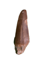 Mosasaurus Tooth