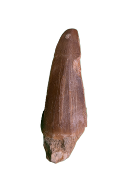 Mosasaurus Tooth