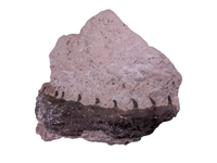 Tethysaurus Jaw with Teeth, Morocco