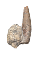 Phytosaur Tooth, Chinle Formation