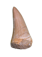 Platecarpus Tooth, Morocco (Mosasaur)