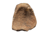 Huge Ornithomimid Toe