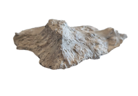 Phytosaur Armor Scute, Chinle Formation