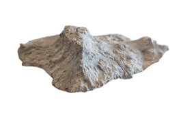 Phytosaur Armor Scute, Chinle Formation