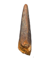 Carcharodontosaurus Tooth