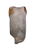 Rooted Phytosaur Tooth, Chinle Formation