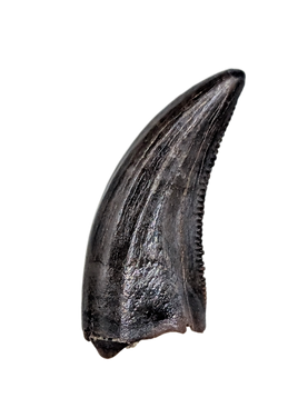 Acheroraptor Tooth from the Hell Creek Formation