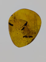 Insects in Amber from the Dominican Republic, 25 Million Years Old