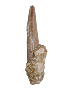 Nanotyrannus Tooth,  Hell Creek Formation