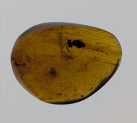 Amber with insect from Burma. Middle Cretaceous, 99 Million Years Old