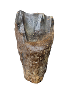 Torosaurus? Tooth