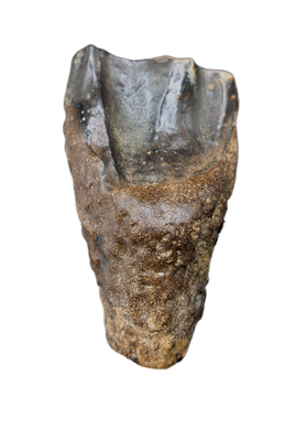 Torosaurus? Tooth