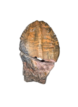 Rooted Ouranosaurus Tooth
