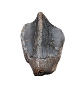 Large Unworn Triceratops Tooth