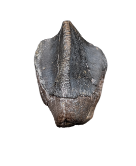 Large Unworn Triceratops Tooth