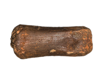 Theropod (Dromaeosaur ?) Toe Bone, Hell Creek