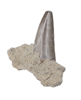 Large Postosuchus (Rauisuchid) Tooth, Chinle Formation