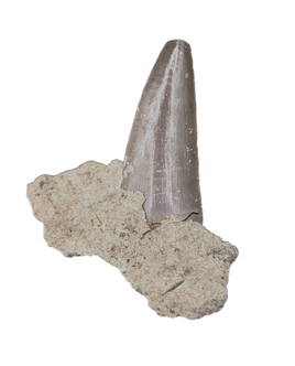 Large Postosuchus (Rauisuchid) Tooth, Chinle Formation