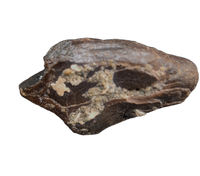 Large Unworn Triceratops Tooth