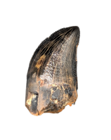 Tyrannosaur (Teratophoneus?) Tooth from the Upper Aguja Formation.