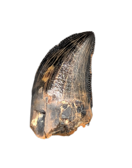 Tyrannosaur (Teratophoneus?) Tooth from the Upper Aguja Formation.