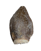 Lapparentosaurus/Narindasaurus Tooth from the Mid Jurassic, Madagascar