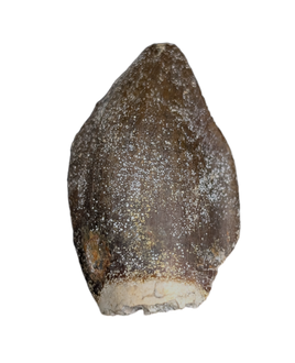Lapparentosaurus/Narindasaurus Tooth from the Mid Jurassic, Madagascar