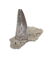 Large Postosuchus (Rauisuchid) Tooth, Chinle Formation