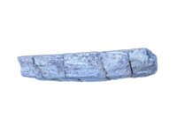 Sauropod Rib Section, Morrison Formation