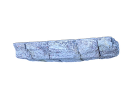 Sauropod Rib Section, Morrison Formation