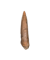Unknown Theropod Foot Claw, Hell Creek Formation